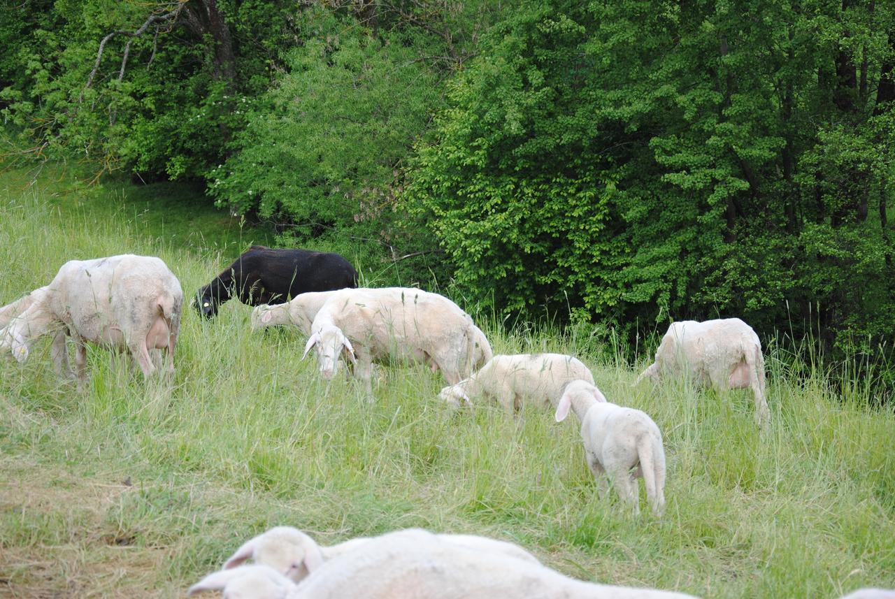 Landgasthof Seyrlberg Reichenau im Mühlkreis Buitenkant foto