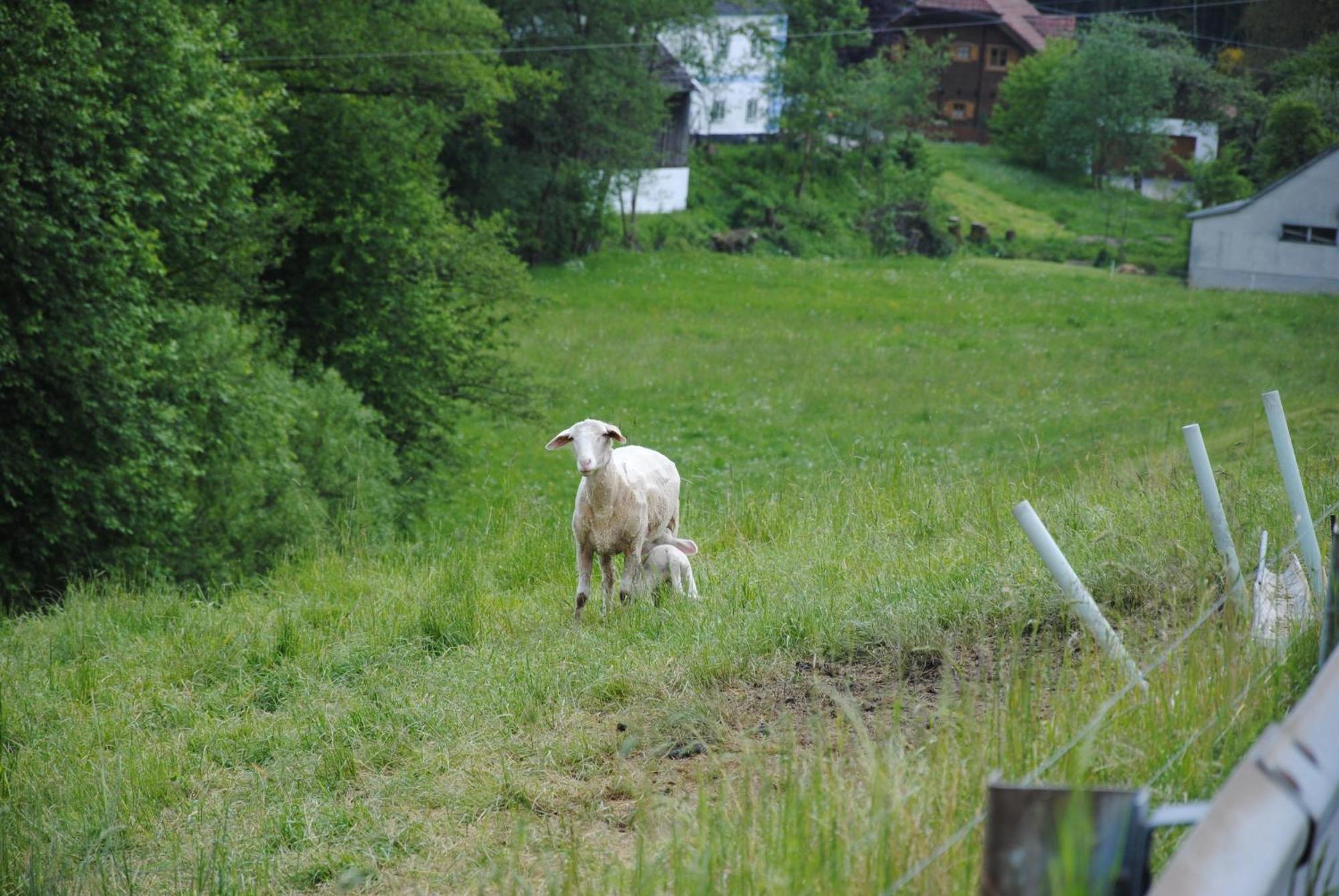 Landgasthof Seyrlberg Reichenau im Mühlkreis Buitenkant foto